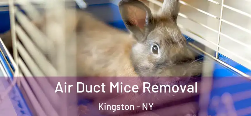  Air Duct Mice Removal Kingston - NY